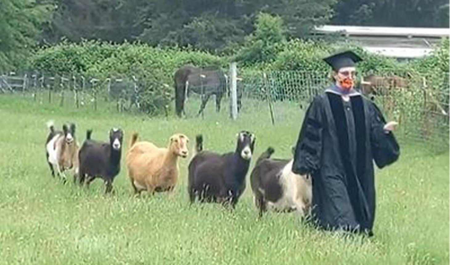 Linda marching in graduation gown with line of goats in field.