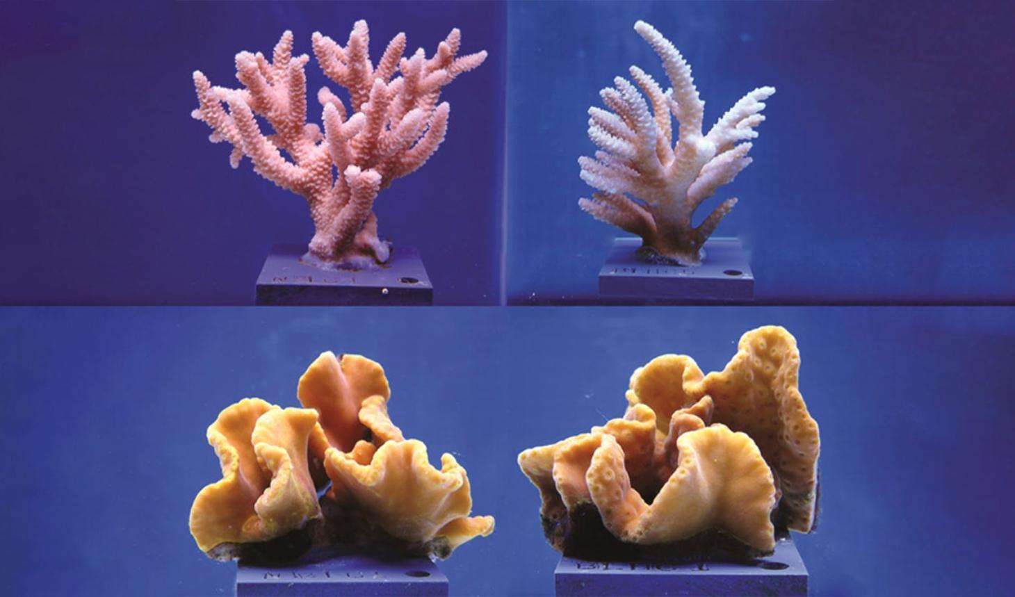 Coral displayed in front of a blue backdrop.