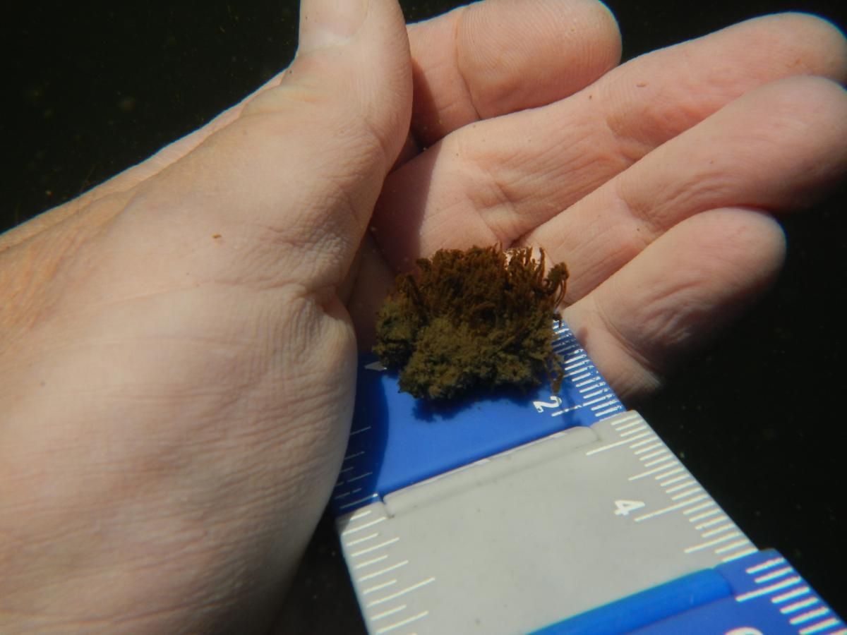 A moss sample on a ruler in a hand.