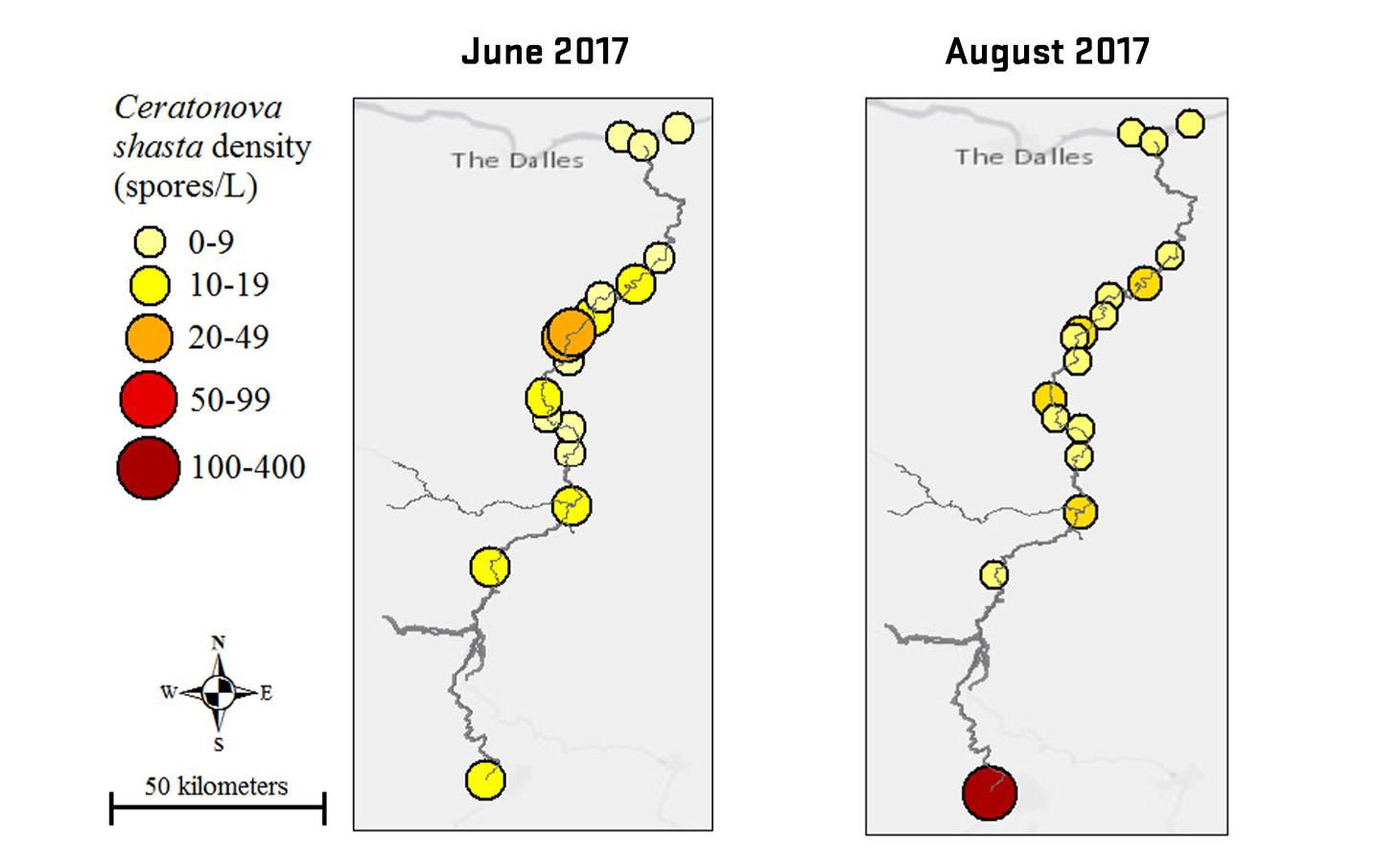 Two side-by-side maps of the Deschutes River labeled with Ceratonova shasta density (spores/L) by sample sites in red, blue, purple and yellow pie charts indicating range of density. Comparing June and August of 2017.