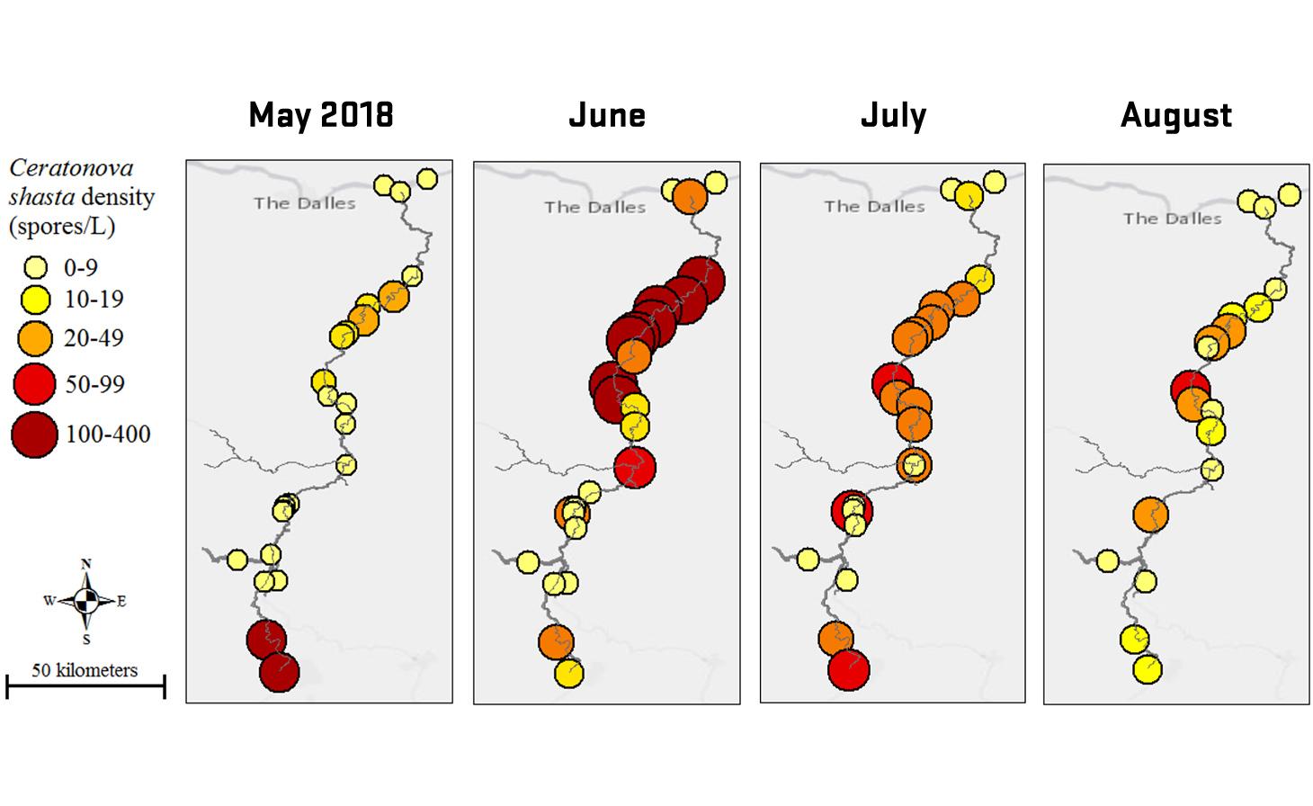 Four side-by-side maps of the Deschutes River labeled with Ceratonova shasta density (spores/L) by sample sites in red, orange and yellow. Comparing results from May, June, July, and August 2018.