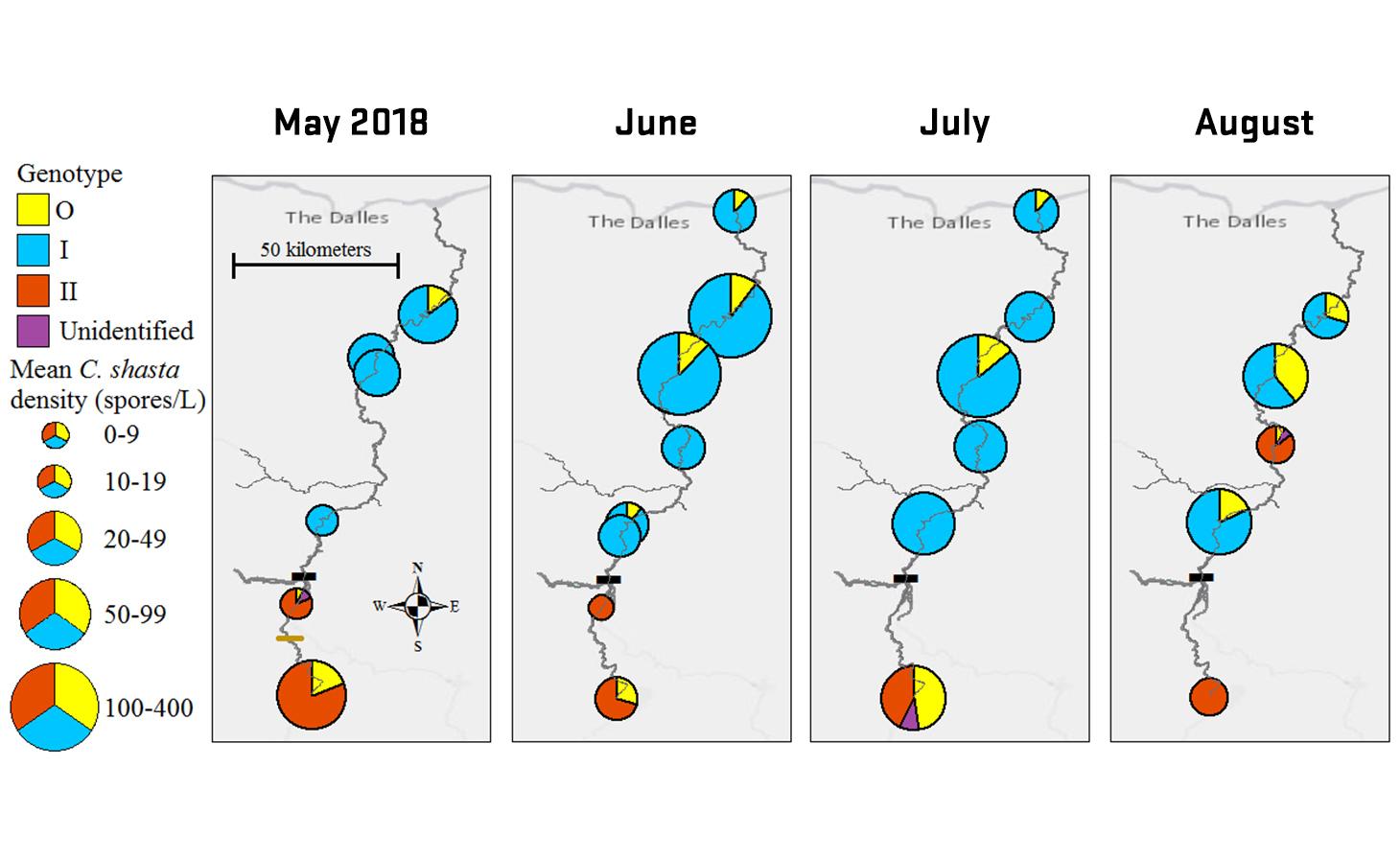 Four side-by-side maps of the Deschutes River labeled with Ceratonova shasta density (spores/L) by sample sites in red, blue, purple and yellow pie charts indicating range of density. Comparing May, June, July and August of 2018.