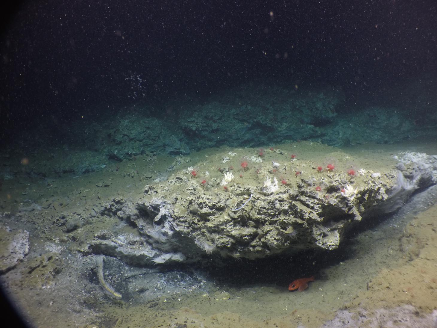 Deep sea photograph of a methane seep.