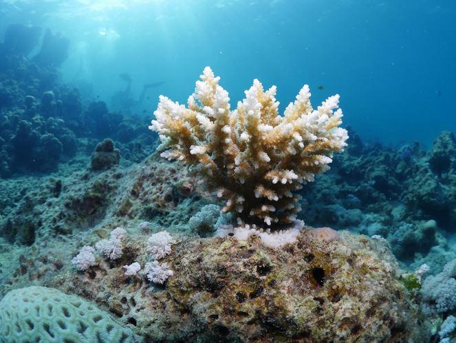 Under the sea with a landscape of corals.