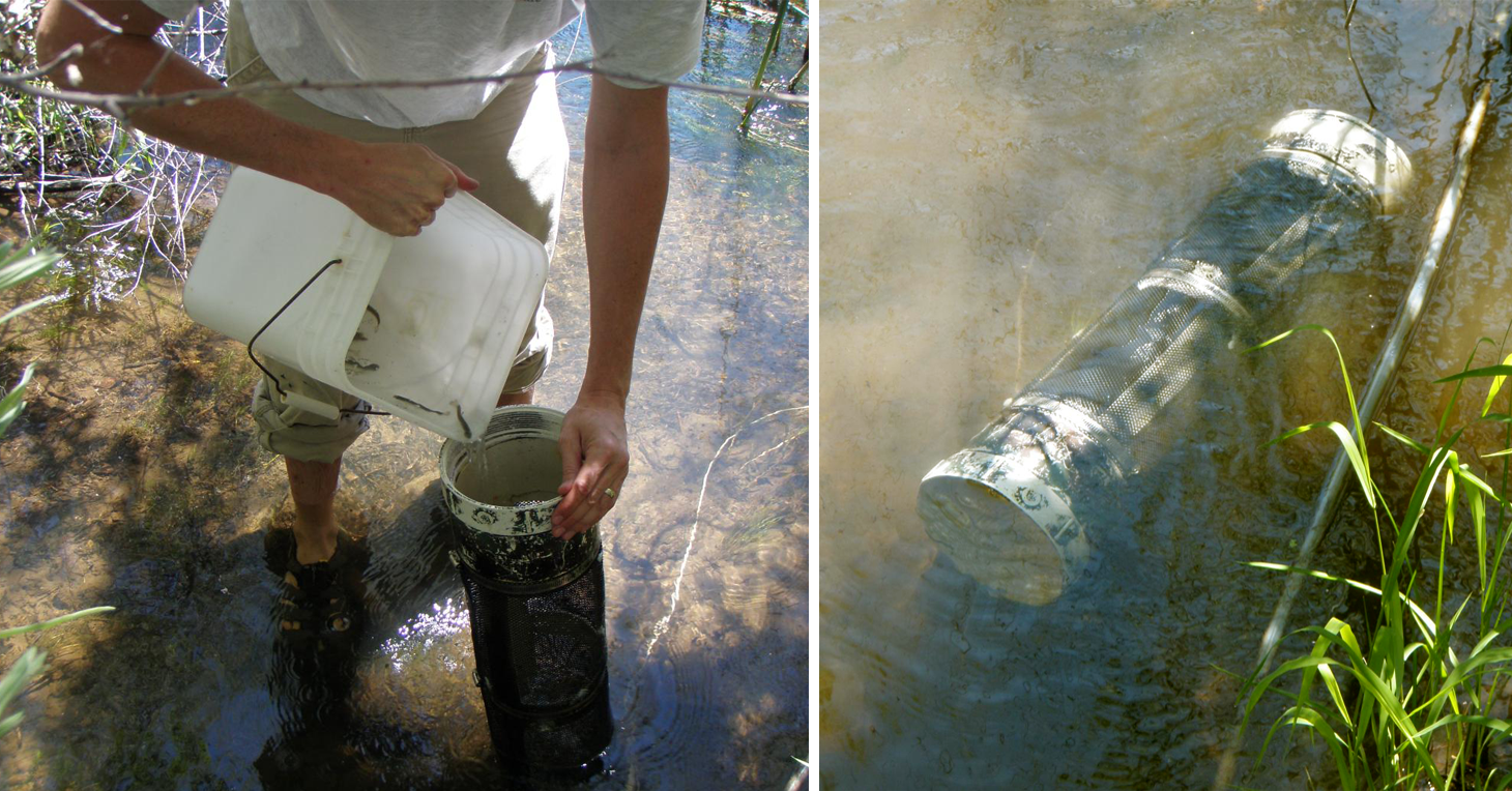 Photo of juvenile fish being added to a cage in the river (left side) and the cage submerged in the river (right side)