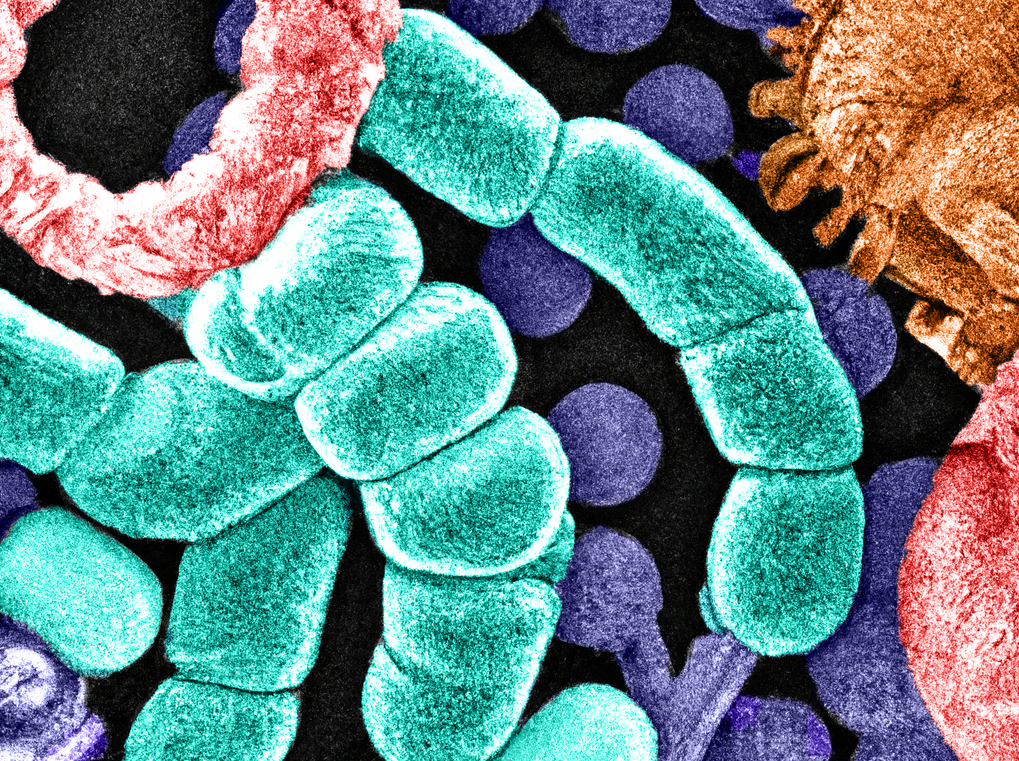 Artistic rendering of diverse bacteria residing within the densely inhabited human gut microbiome.