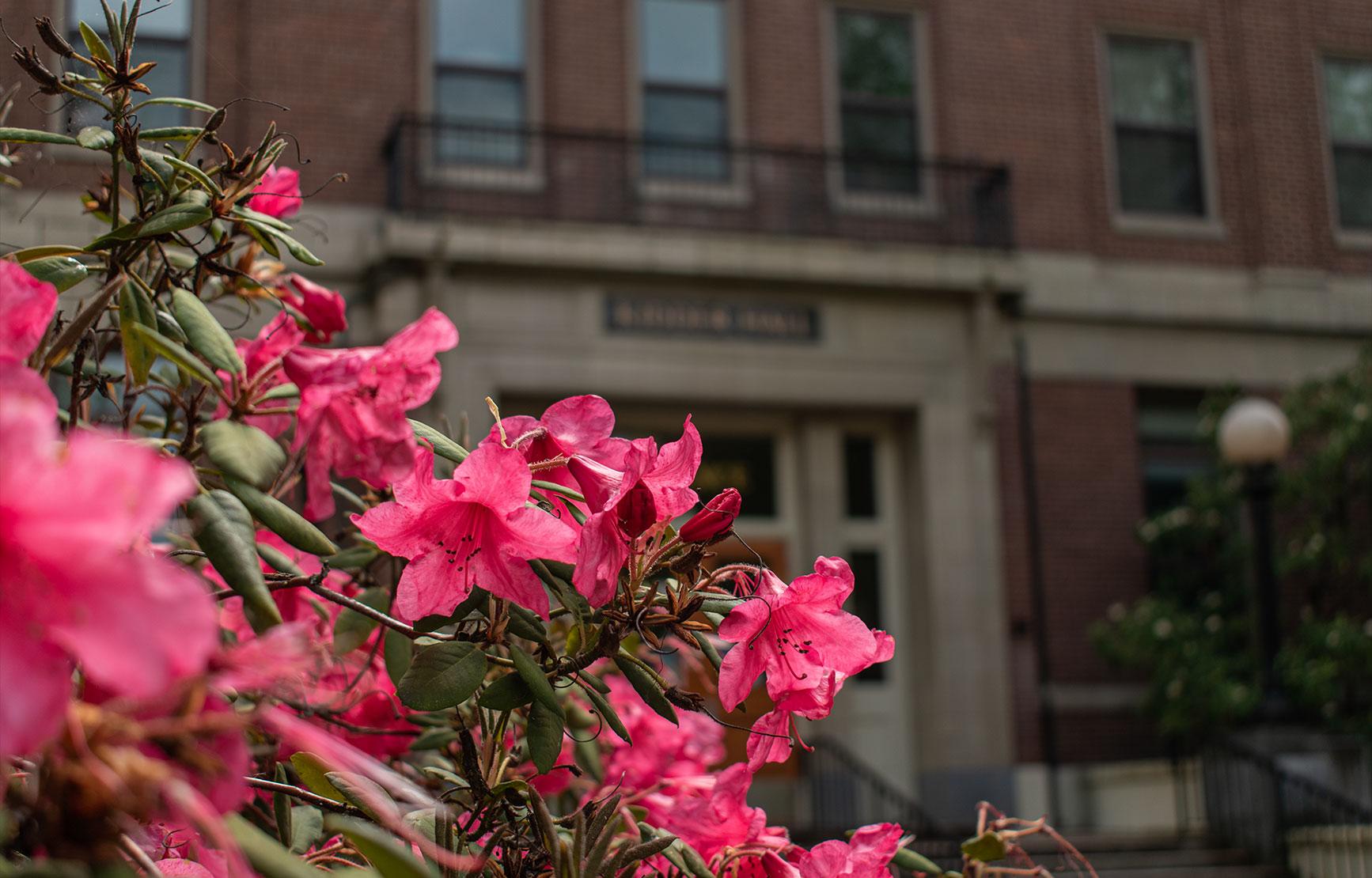 Pink flowers in front of Kidder Hall.