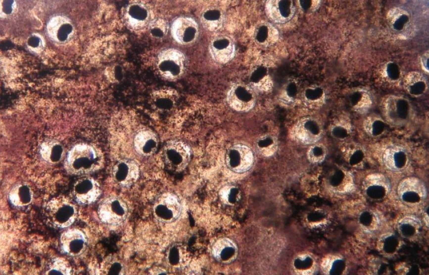 Image of microscopic closeup of cells.