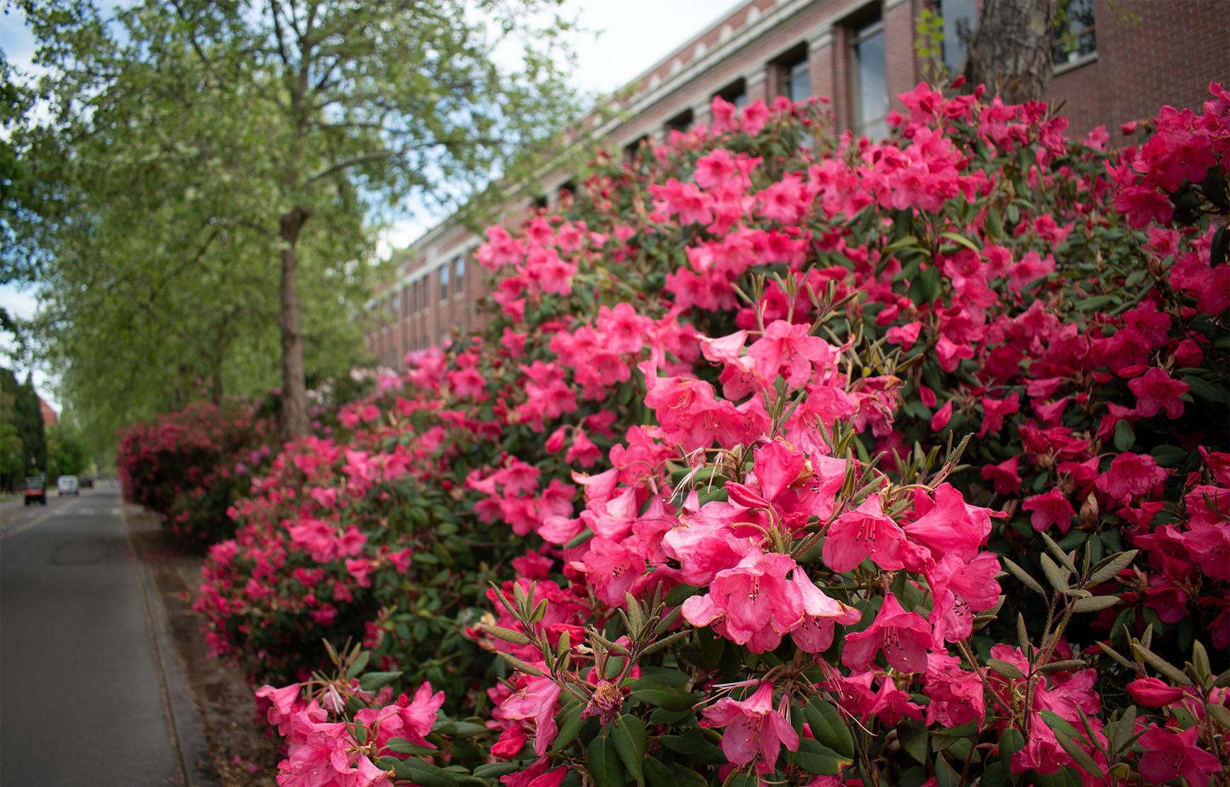 Pink flowers on campus.