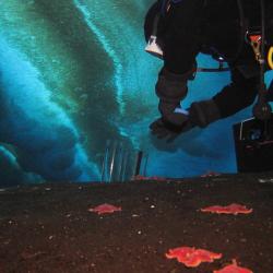 Scuba diver collecting samples on shallow sea floor in Antarctica.