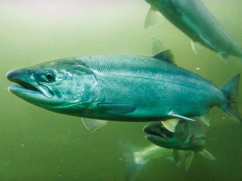 Salmon swimming in green water.