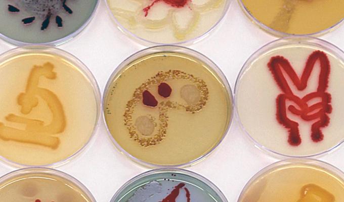 Petri dishes with micro-biome artwork