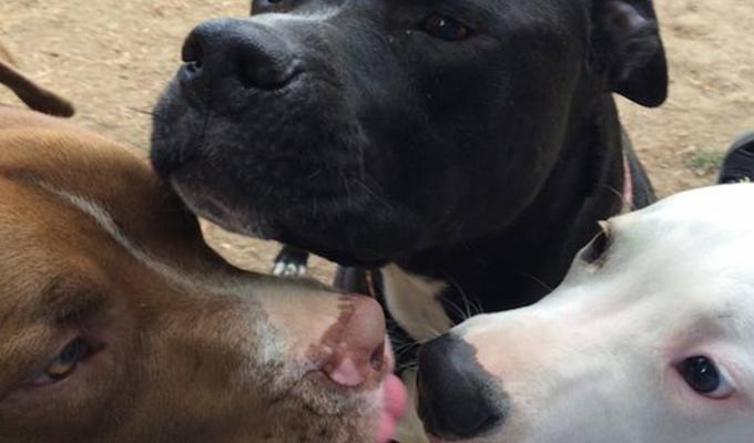 Rescue dogs licking each other in dog park