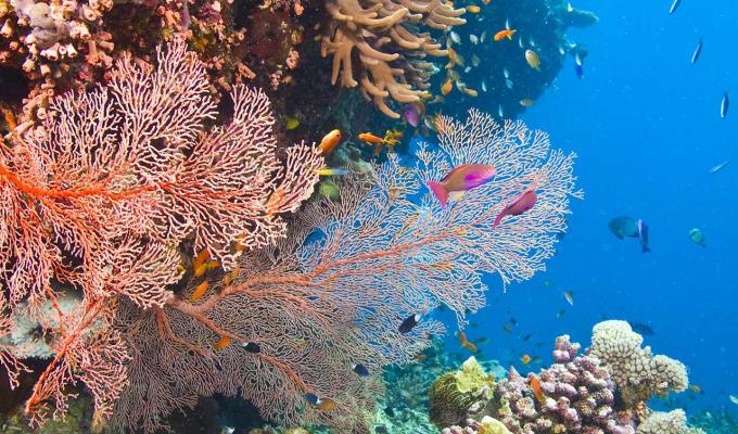 fish and coral in their underwater ecosystem