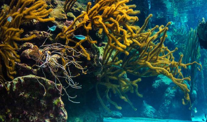 coral at bottom floor of shallow ocean