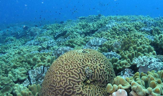 Coral in the ocean floor
